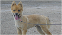 Wiley on Leash, Acting Dog, in Los Angeles, CA