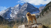 Dog in mountains